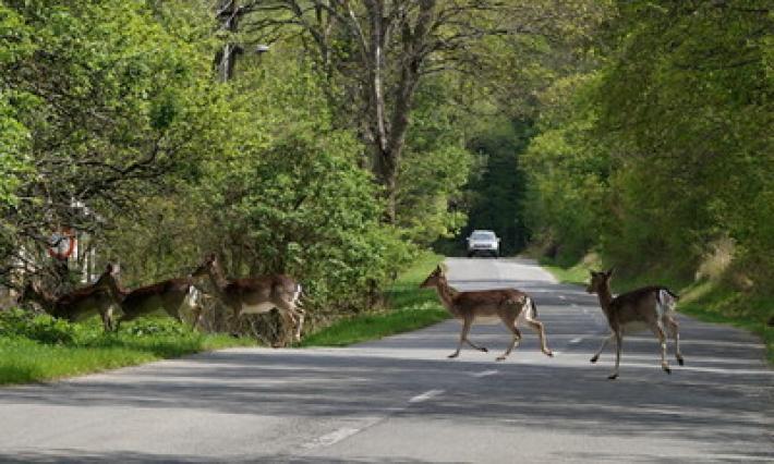 Caprioli investiti: a rischio anche via Emilia e tangenziale