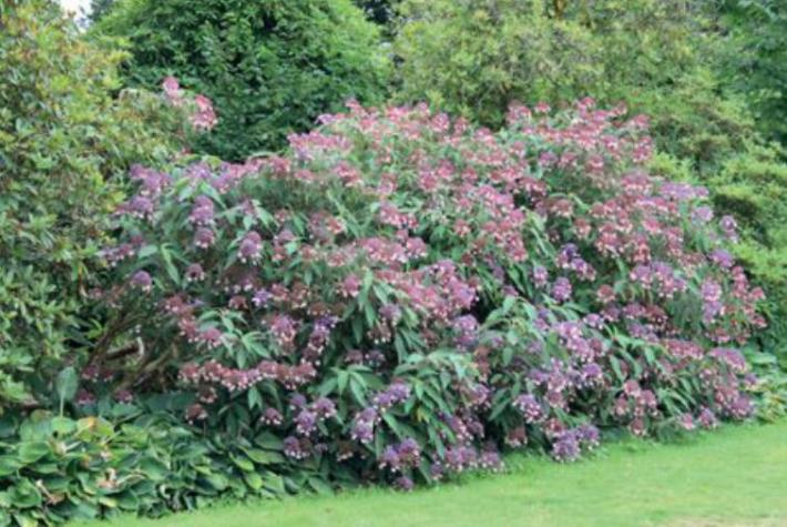 I consigli per scegliere correttamente gli alberi e gli arbusti per il giardino