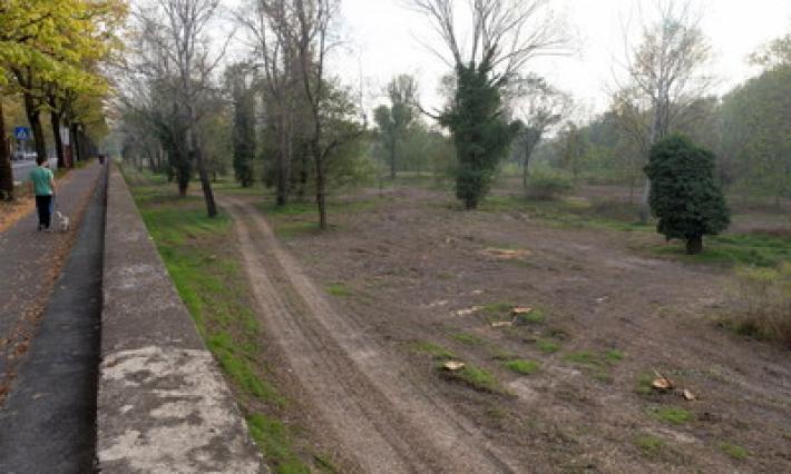 Tagliati gli alberi sul Lungoparma, protestano i residenti