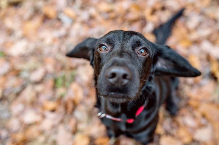 I cani riconoscono l'odore delle nostre emozioni