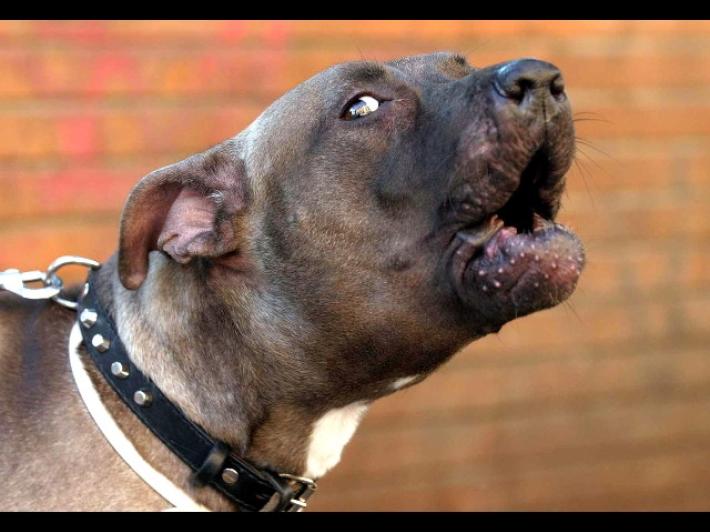 Tre persone azzannate dal loro pitbull nel Pavese