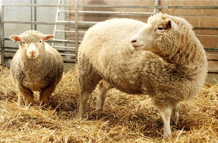 Iscrivono le pecore a scuola per mancanza di alunni - Video  