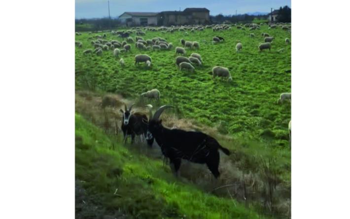 Che bello il gregge che pascola sulla Salsediana