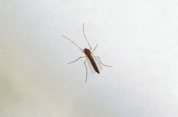 West Nile, Ministero "Monitoraggio e informazioni con il numero 1500"