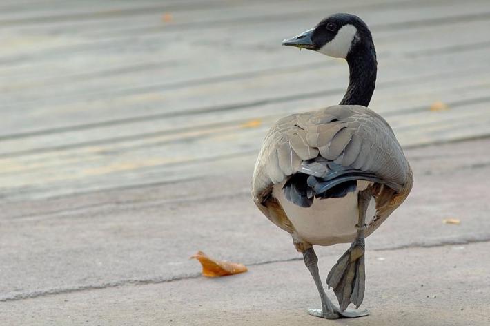 Banca del Fucino al fianco del Bioparco di Roma per il "City Future Challenge"
