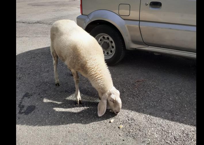 Lesignano, di chi &egrave; questa pecora?