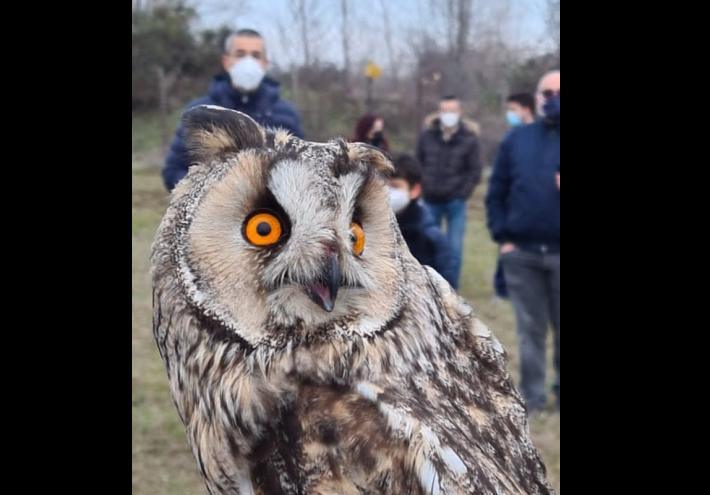 Una &laquo;nuova vita&raquo; per sei rapaci
