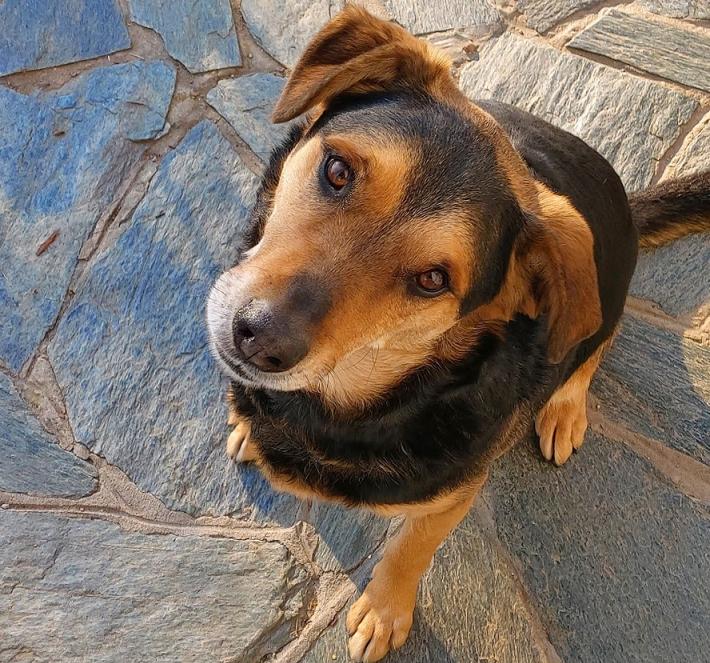 Sonny, cane sfortunato