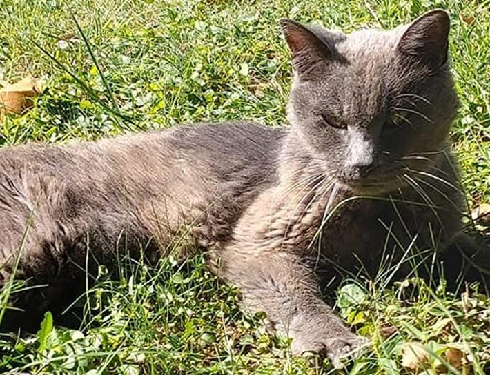 Emergenza gatto anziano