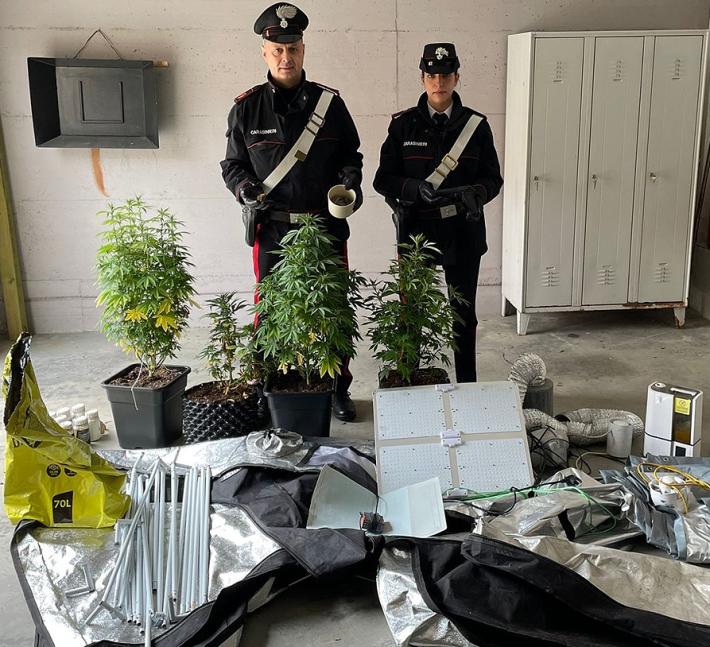 Trasforma l'antibagno in serra per la coltivazione di marjuana: denunciato dai carabinieri