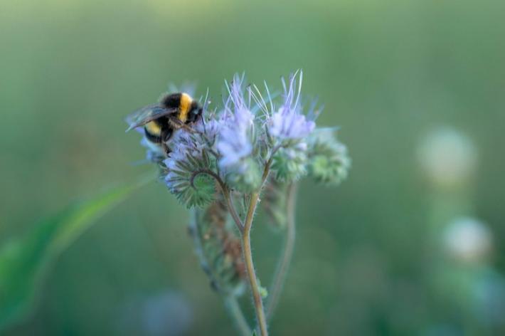 Per celebrare il percorso di Mulino Bianco con la Carta del Mulino a difesa della biodiversit&agrave;, un rinnovato logo, il ritorno del contest fotografico "I fiori del Mulino" e l'immersiva mostra "The exh