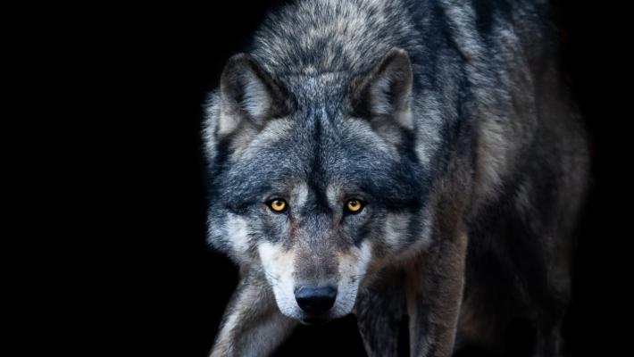 Gli addetti ai lavori concordi: &laquo;Contro i lupi servono aiuti&raquo; 