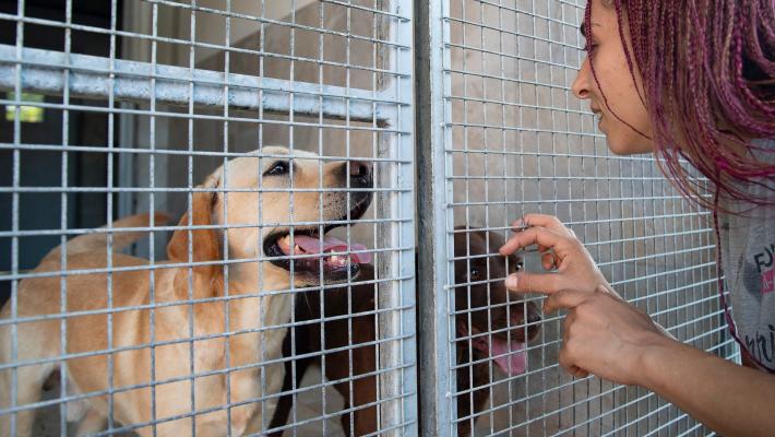Il Comune non trova veterinari per il canile/gattile