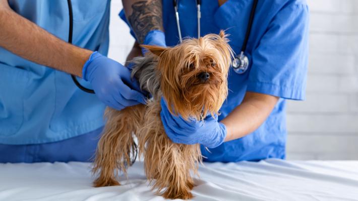 Visita veterinaria «sospesa» per  animali di famiglie  in difficoltà economiche