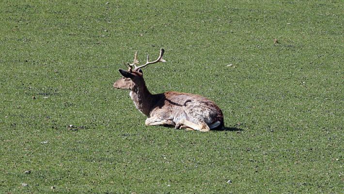 Un cervo investito e ucciso da un'auto sulla Massese