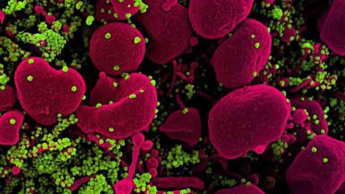 variante omicron coronavirus