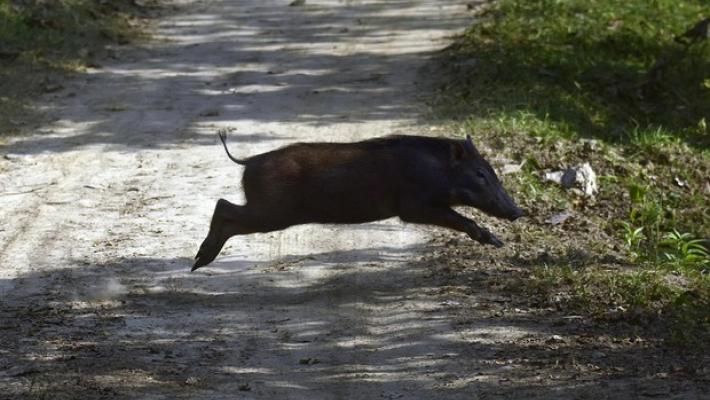Peste suina, confermato un caso in un cinghiale a Tornolo. L'Ausl: "Prevenzione strategica, c'è un numero unico per le segnalazioni"