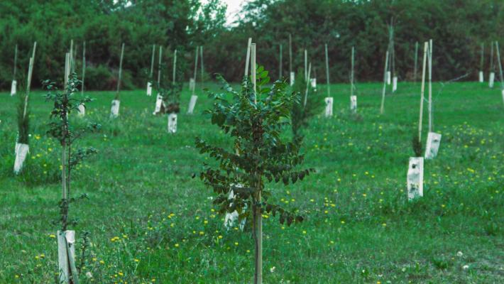 Un nuovo bosco urbano di 3 ettari in attuazione del nuovo accordo sul teleriscaldamento