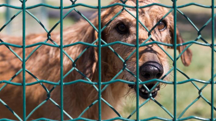 Il canile-gattile è ancora una volta  senza  veterinario
