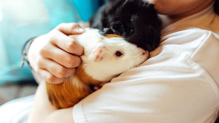 Guida per chi vuole adottare un porcellino d'India in casa