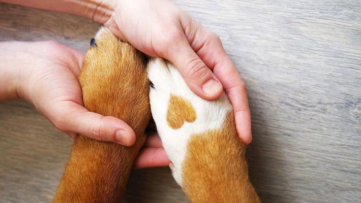 Come va utilizzato  il ghiaccio per una botta alla zampa del cane