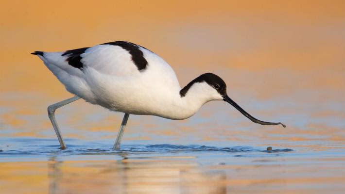 Bracconiere nella bassa abbatte un raro esemplare di Avocetta, volatile particolarmente protetto. Il responsabile individuato dai Carabinieri forestali