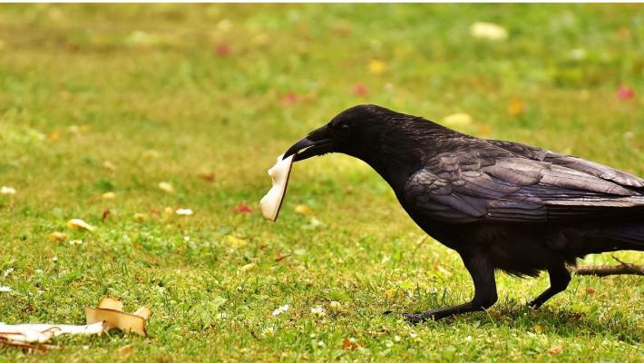'Reclutati' i corvi per raccolta mozziconi sigarette