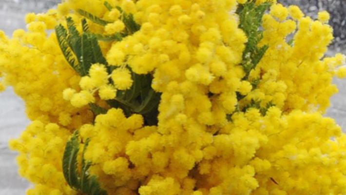 mimose
