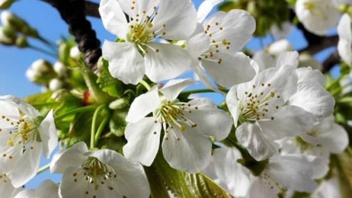 Domenica 20 marzo c'e' l'equinozio di primavera