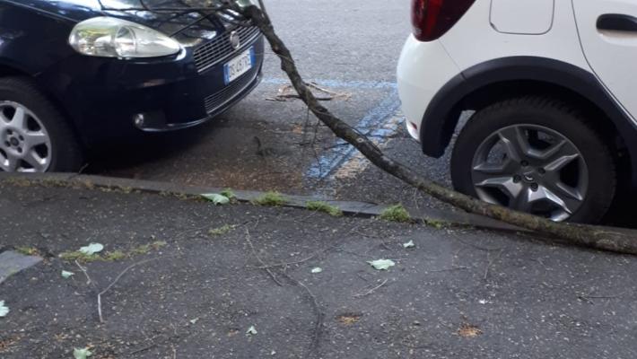 caduta ramo pianta viale Barilla n12 parma