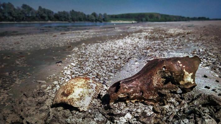 Il superfossile del Po 