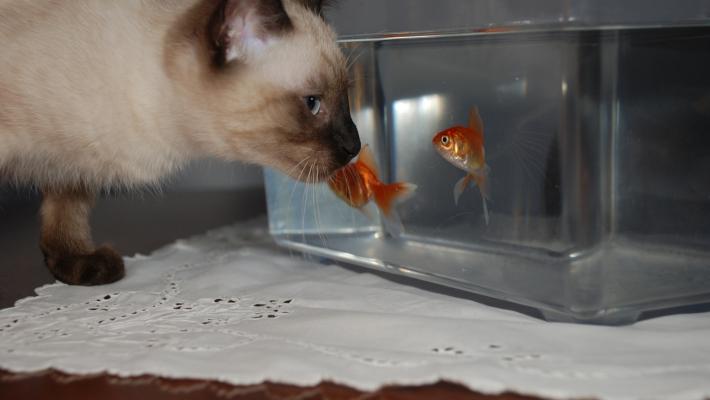 In Italia dopo il lockdown boom degli animali d'affezione