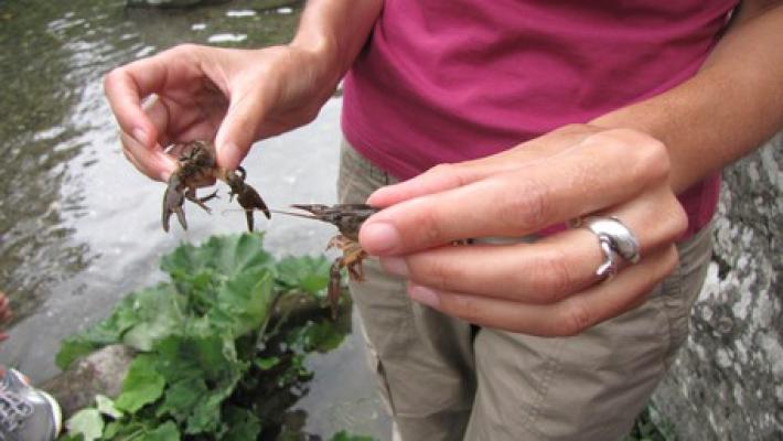 Progetto LIFE CLAW - Nati i piccoli gamberi di fiume italiano presso i centri di riproduzione emiliani