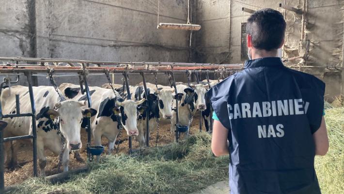 Sanzionato allevamento irregolare. Sequestrato oltre 1000 bovini
