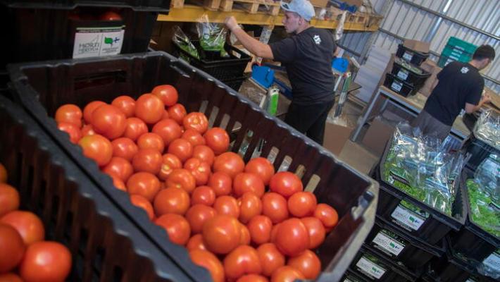 Al via campagna pomodoro Nord Italia, coltivati 37.024 ettari