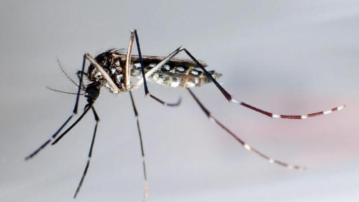 West Nile: caso nel Reggiano, 75enne in terapia intensiva