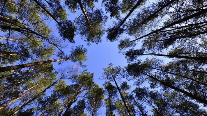 Comunicato Regione: Ambiente. "Mettiamo radici per il futuro": via libera della Giunta regionale a un nuovo bando per piantare alberi in aree di proprietà o disponibilità delle imprese. Pronto un pacc