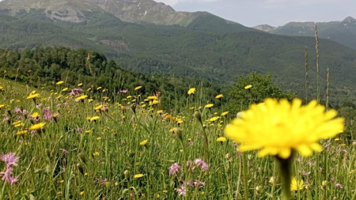 Sì dall’Europa al progetto coordinato dal Parco nazionale Appennino per la tutela degli impollinatori