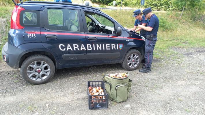 I controlli serrati dei Carabinieri Forestali sulla raccolta dei funghi epigei in tutta la provincia.