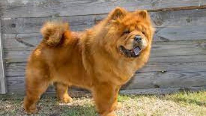 Azzannato dal proprio cane che stava picchiando, ricoverato in ospedale in gravi condizioni