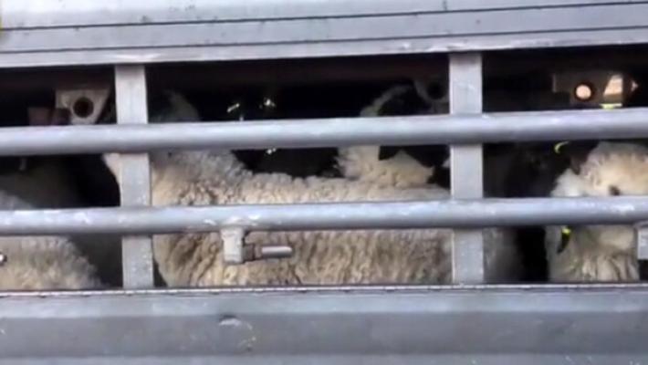 Efsa, piu' spazio e viaggi piu' brevi per trasporto animali