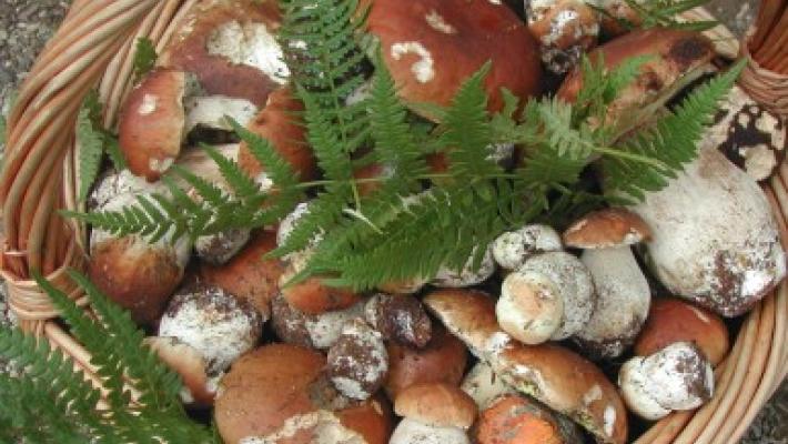  Consumare funghi senza pensieri, con gli Ispettorati micologici dell'Ausl