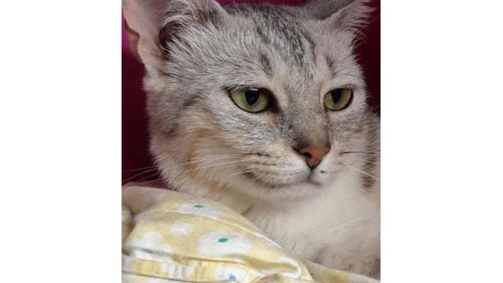 Trovatella dolcissima