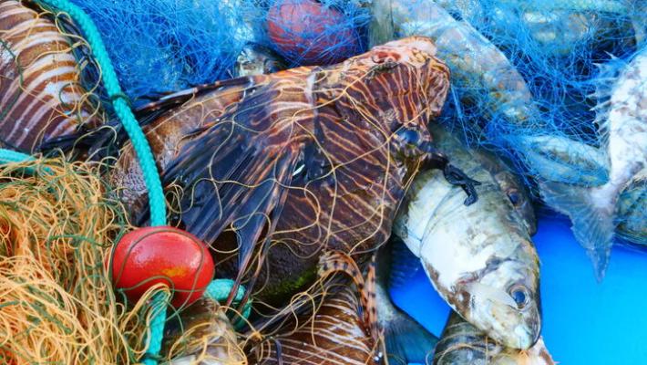 Pesci alieni finiscono nel piatto, da problema a risorsa