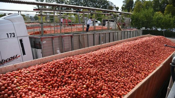 Conclusa campagna pomodoro Nord Italia 2022: buona produzione nonostante siccità e costi