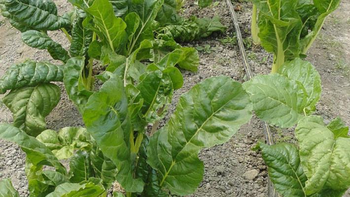 Mandragora, richiamato lotto spinaci 'Il Gigante' 