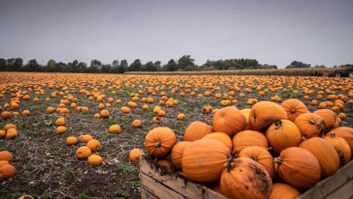 Halloween, Iva ridotta al 4% per le zucche da tavola