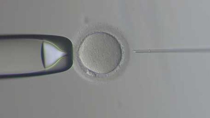 Incinta grazie ad ovociti congelati e donati 14 anni fa 