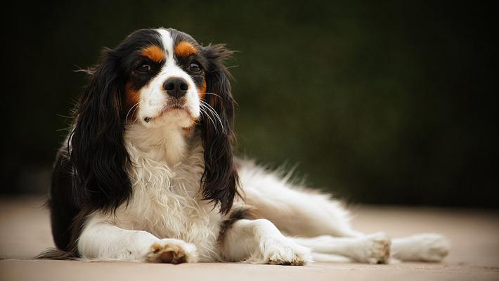 Raduno di Cavalier domenica 11 a Fontanellato per aiutare altri «King» in cerca di una famiglia