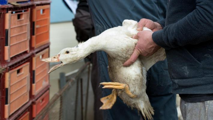 Epidemia di aviaria in Francia: c'è scarsità di foie gras